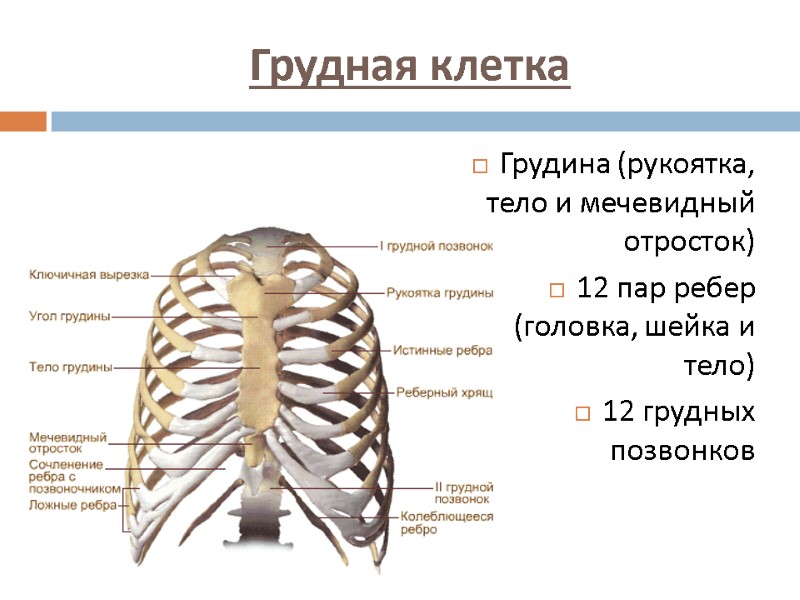 Грудная клетка  Грудина (рукоятка, тело и мечевидный отросток) 12 пар ребер (головка, шейка